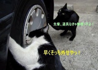 がるちゃん猫カフェ99号店開店しました♪(初めての方も大歓迎♪）