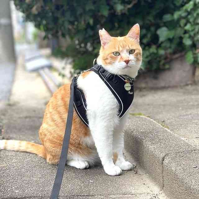 がるちゃん猫カフェ99号店開店しました♪(初めての方も大歓迎♪）