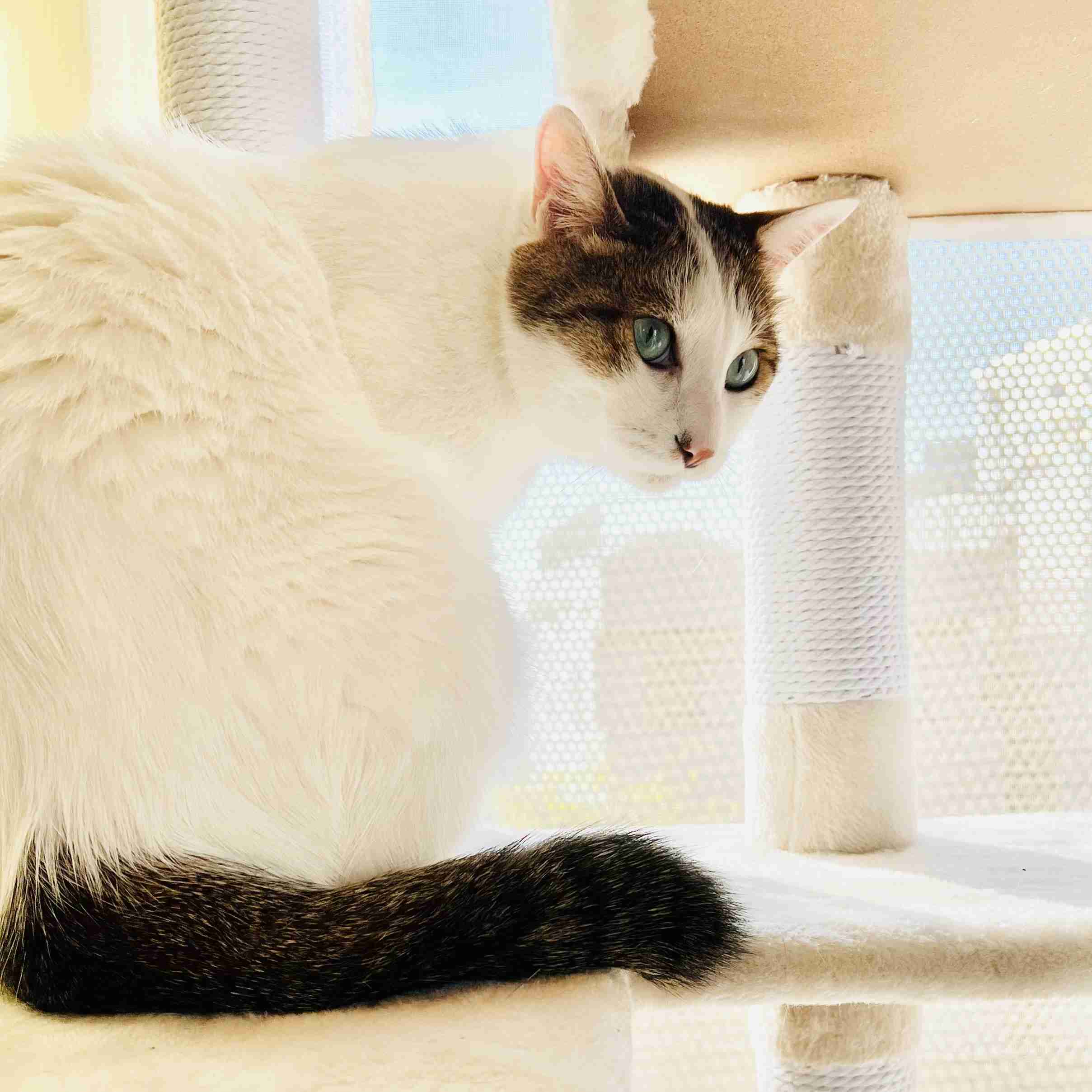 がるちゃん猫カフェ99号店開店しました♪(初めての方も大歓迎♪）