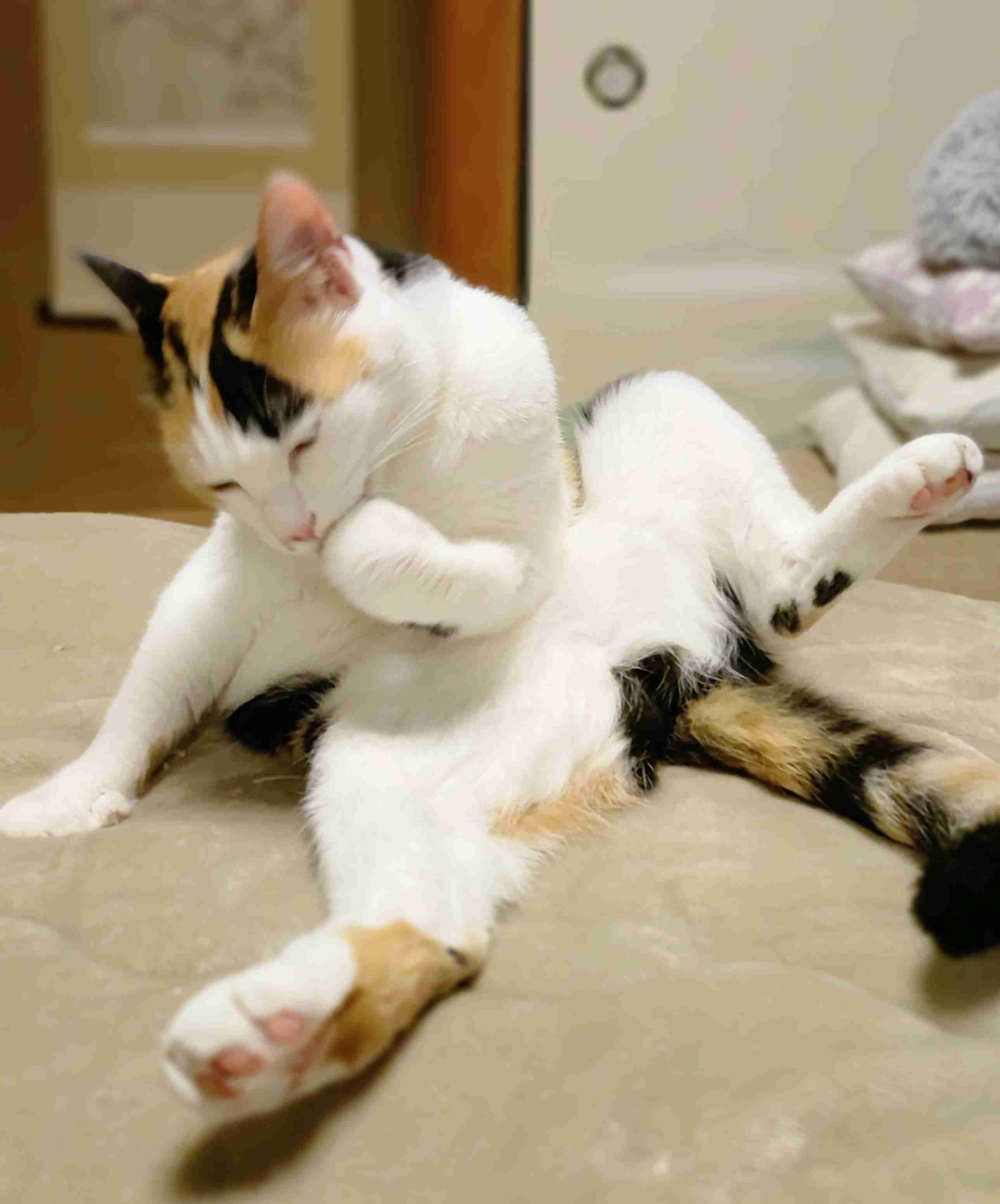 がるちゃん猫カフェ99号店開店しました♪(初めての方も大歓迎♪）
