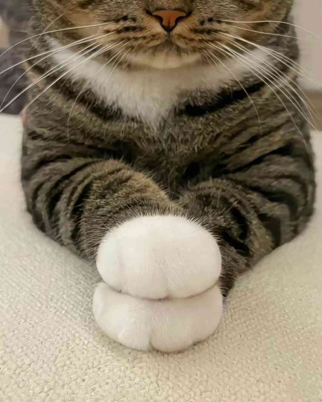 がるちゃん猫カフェ99号店開店しました♪(初めての方も大歓迎♪）