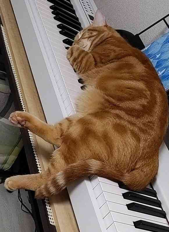 がるちゃん猫カフェ99号店開店しました♪(初めての方も大歓迎♪）