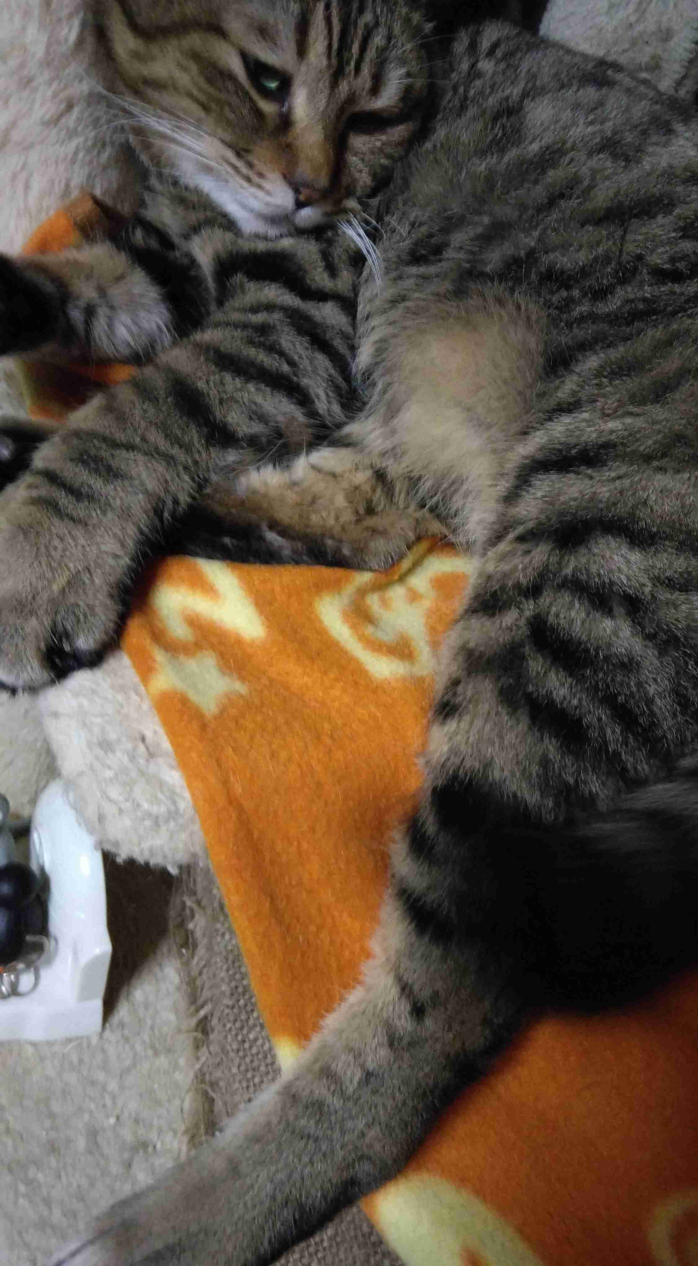 がるちゃん猫カフェ99号店開店しました♪(初めての方も大歓迎♪）