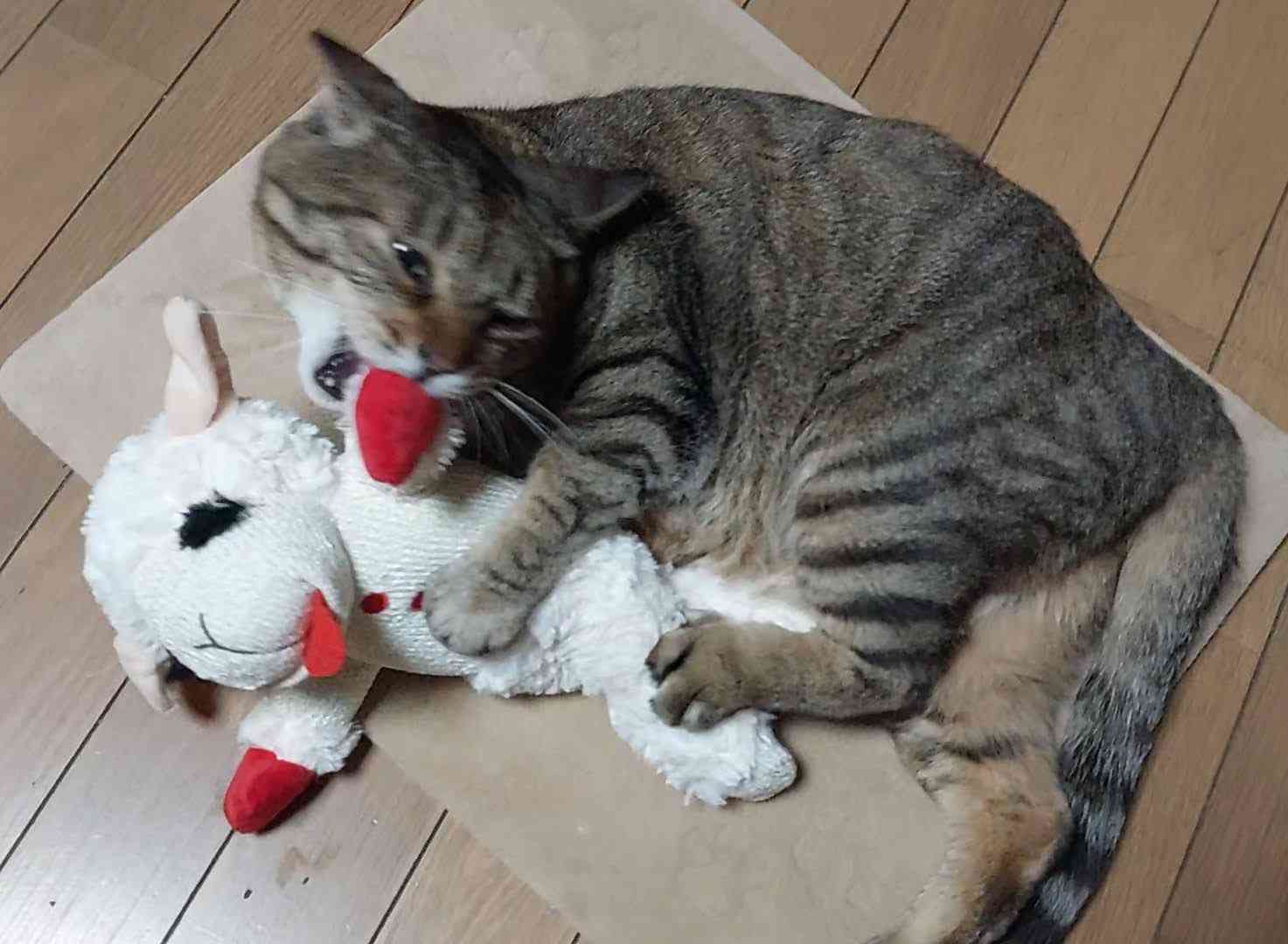 がるちゃん猫カフェ99号店開店しました♪(初めての方も大歓迎♪）