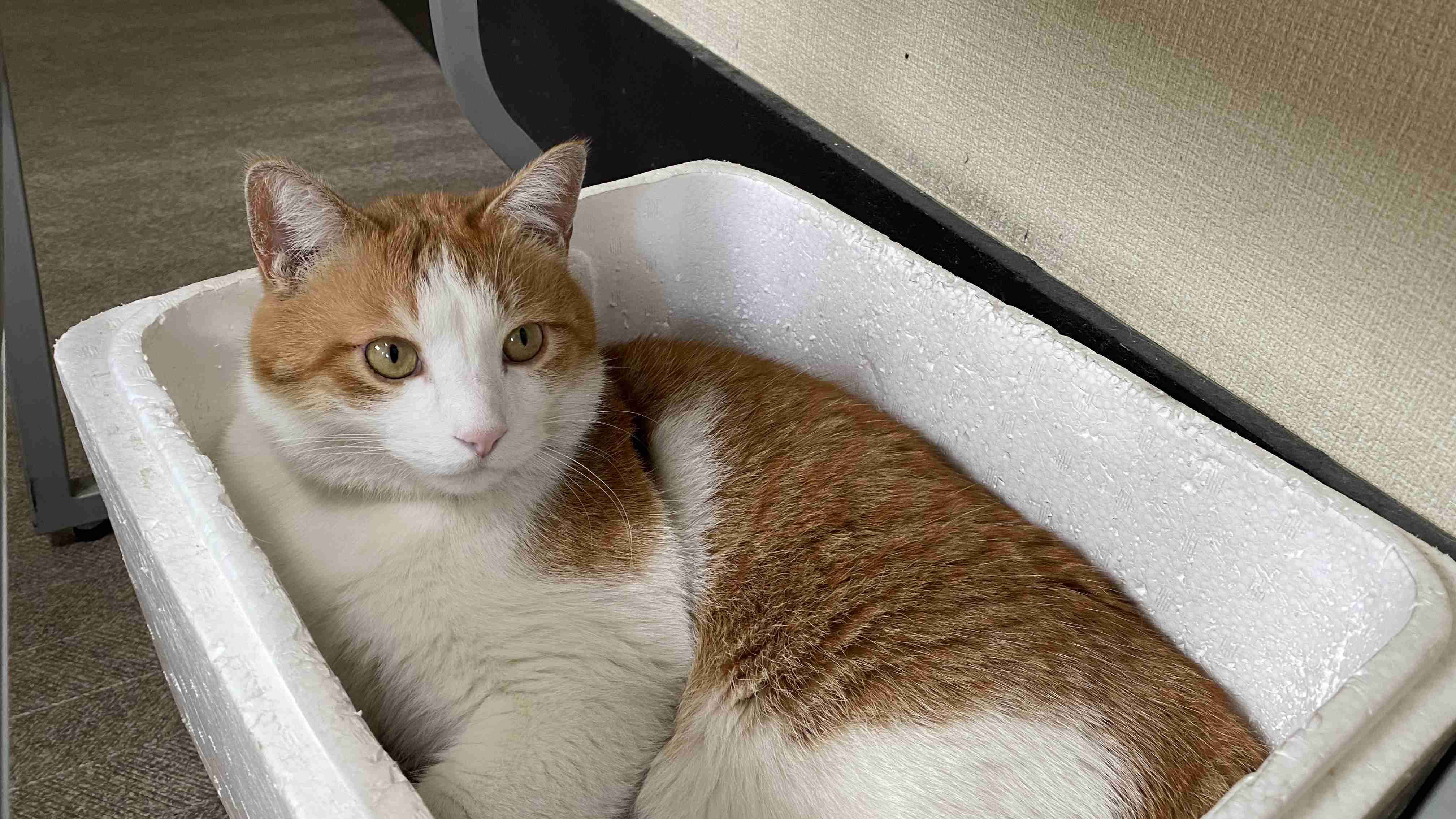 がるちゃん猫カフェ99号店開店しました♪(初めての方も大歓迎♪）
