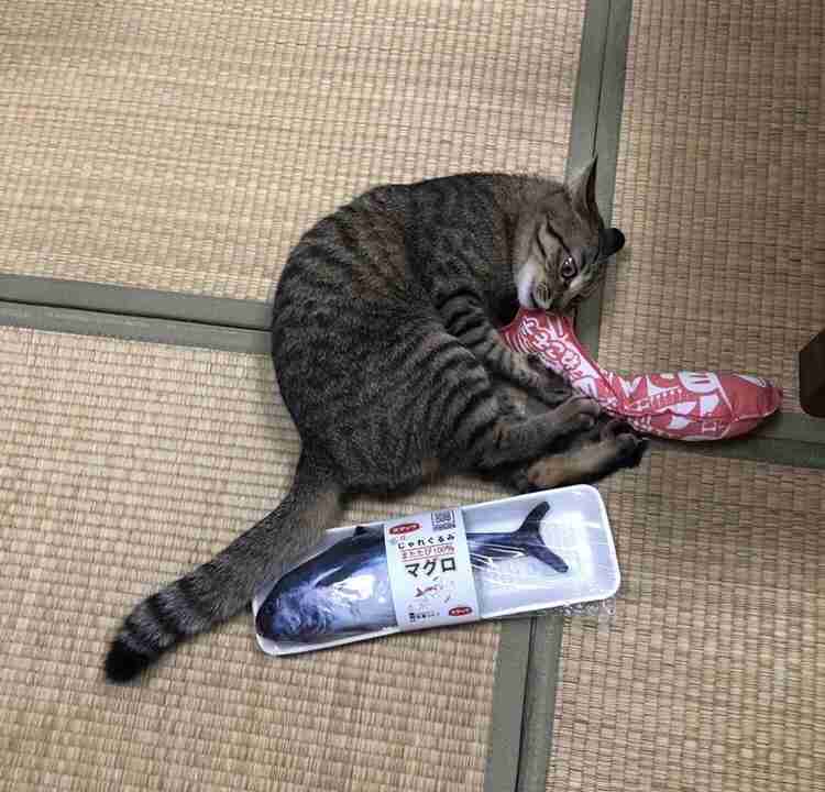 がるちゃん猫カフェ99号店開店しました♪(初めての方も大歓迎♪）