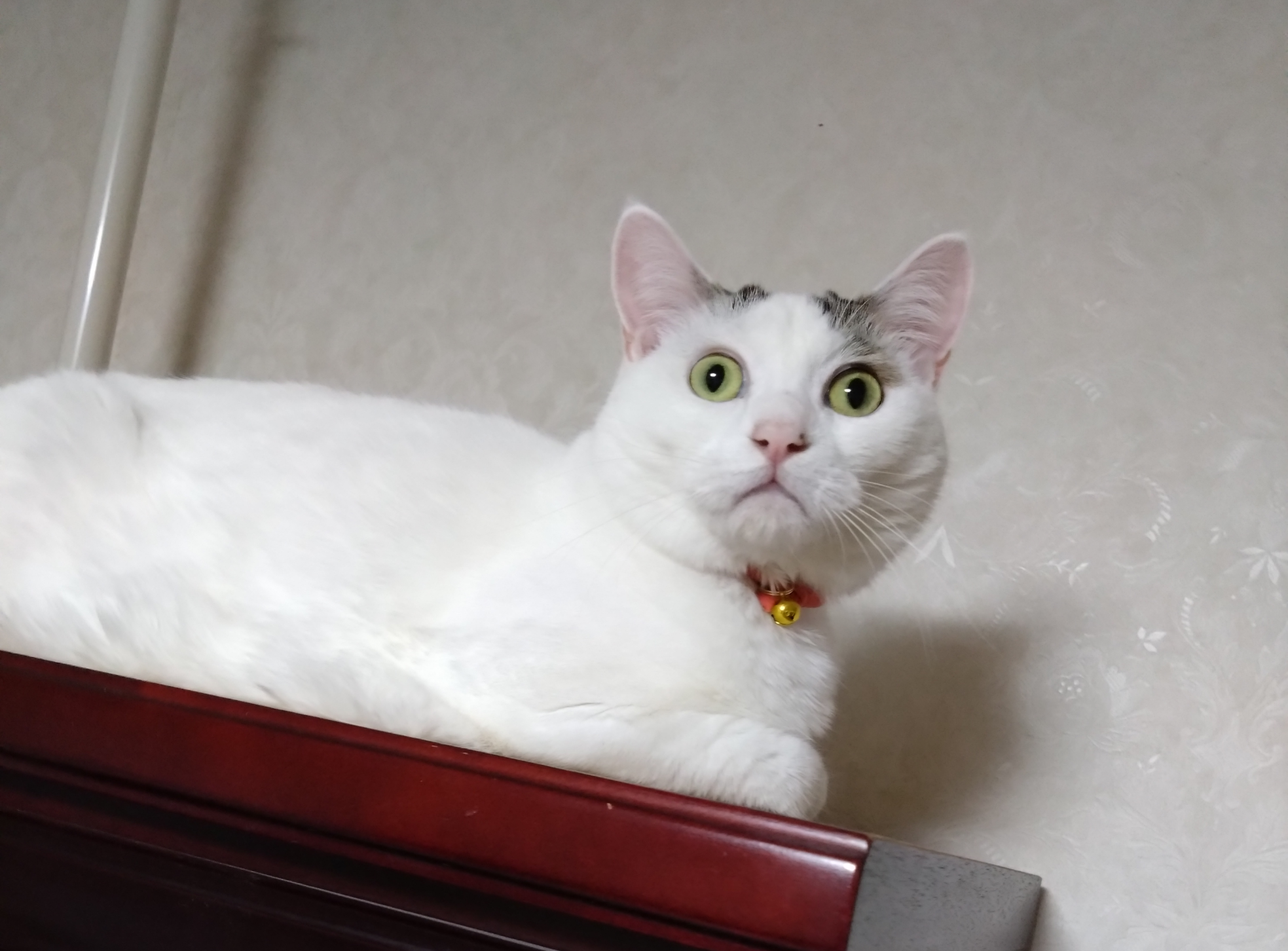 がるちゃん猫カフェ99号店開店しました♪(初めての方も大歓迎♪）