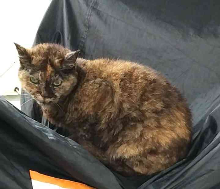 がるちゃん猫カフェ99号店開店しました♪(初めての方も大歓迎♪）