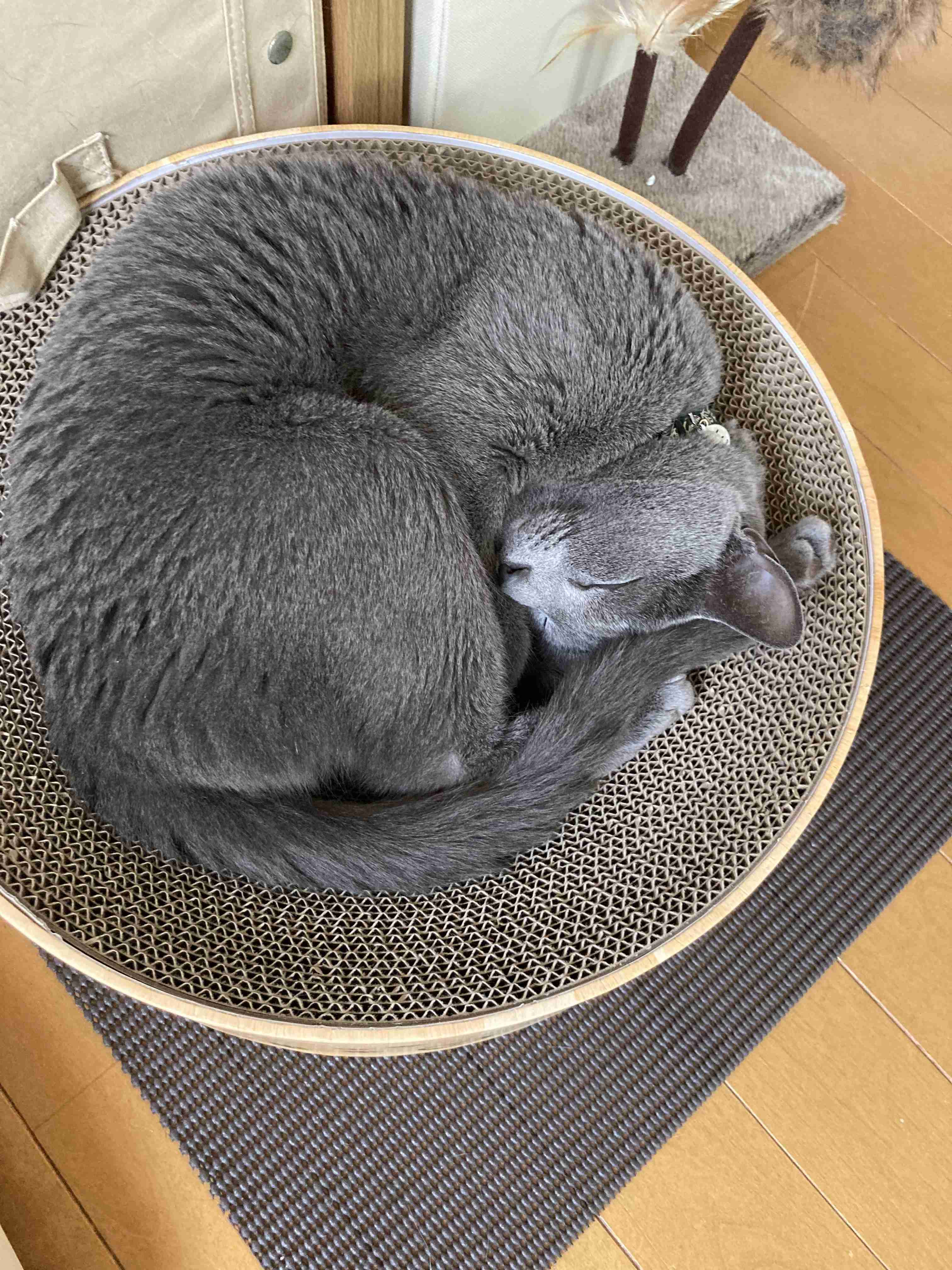 がるちゃん猫カフェ99号店開店しました♪(初めての方も大歓迎♪）