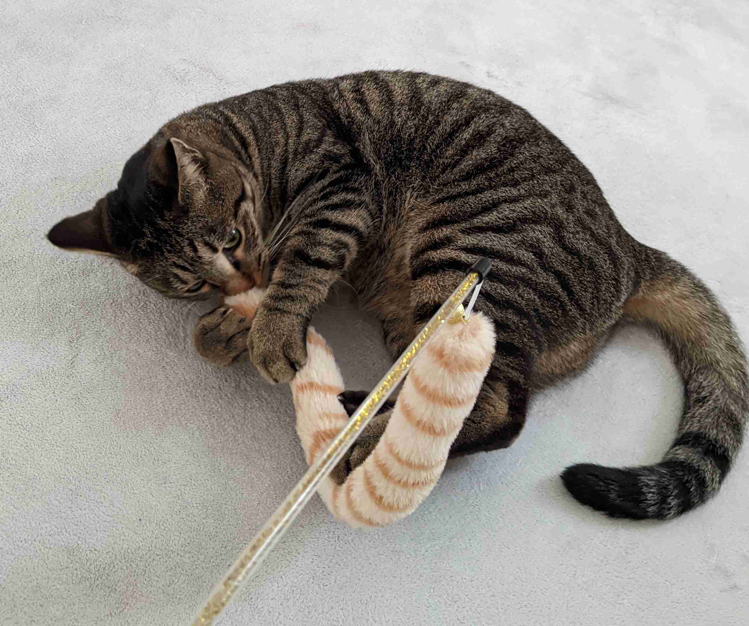 がるちゃん猫カフェ99号店開店しました♪(初めての方も大歓迎♪）