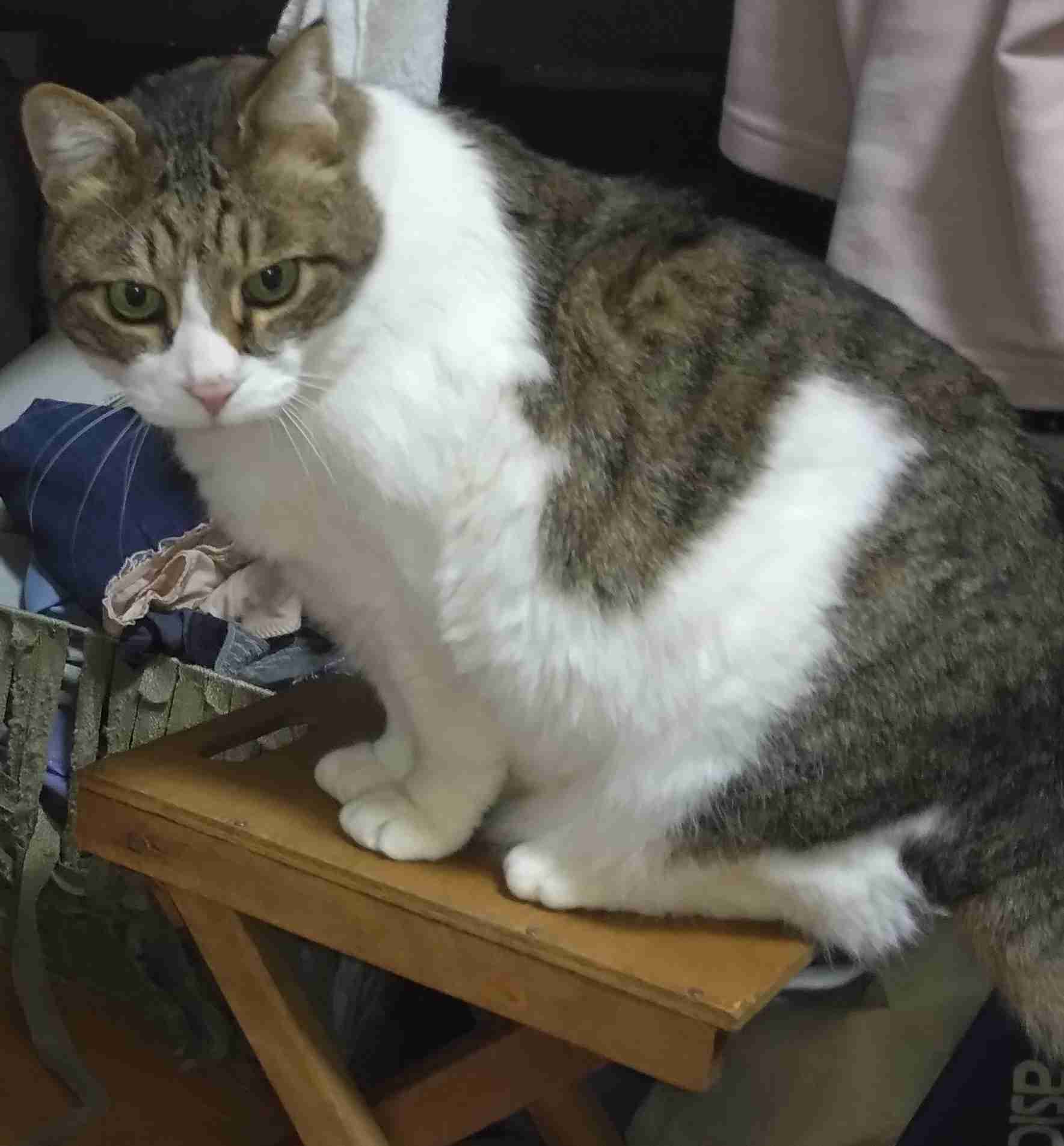 がるちゃん猫カフェ99号店開店しました♪(初めての方も大歓迎♪）