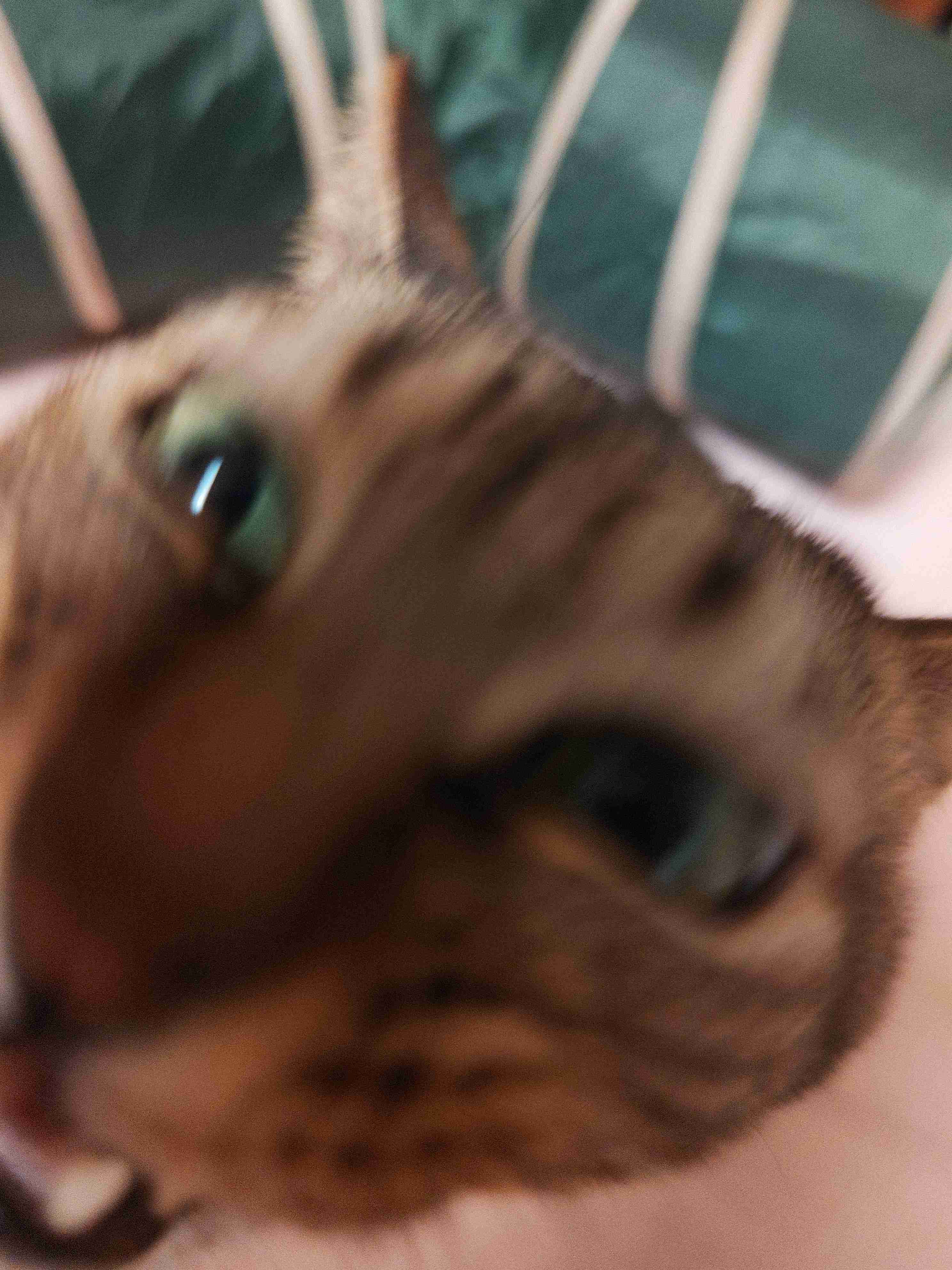 がるちゃん猫カフェ99号店開店しました♪(初めての方も大歓迎♪）