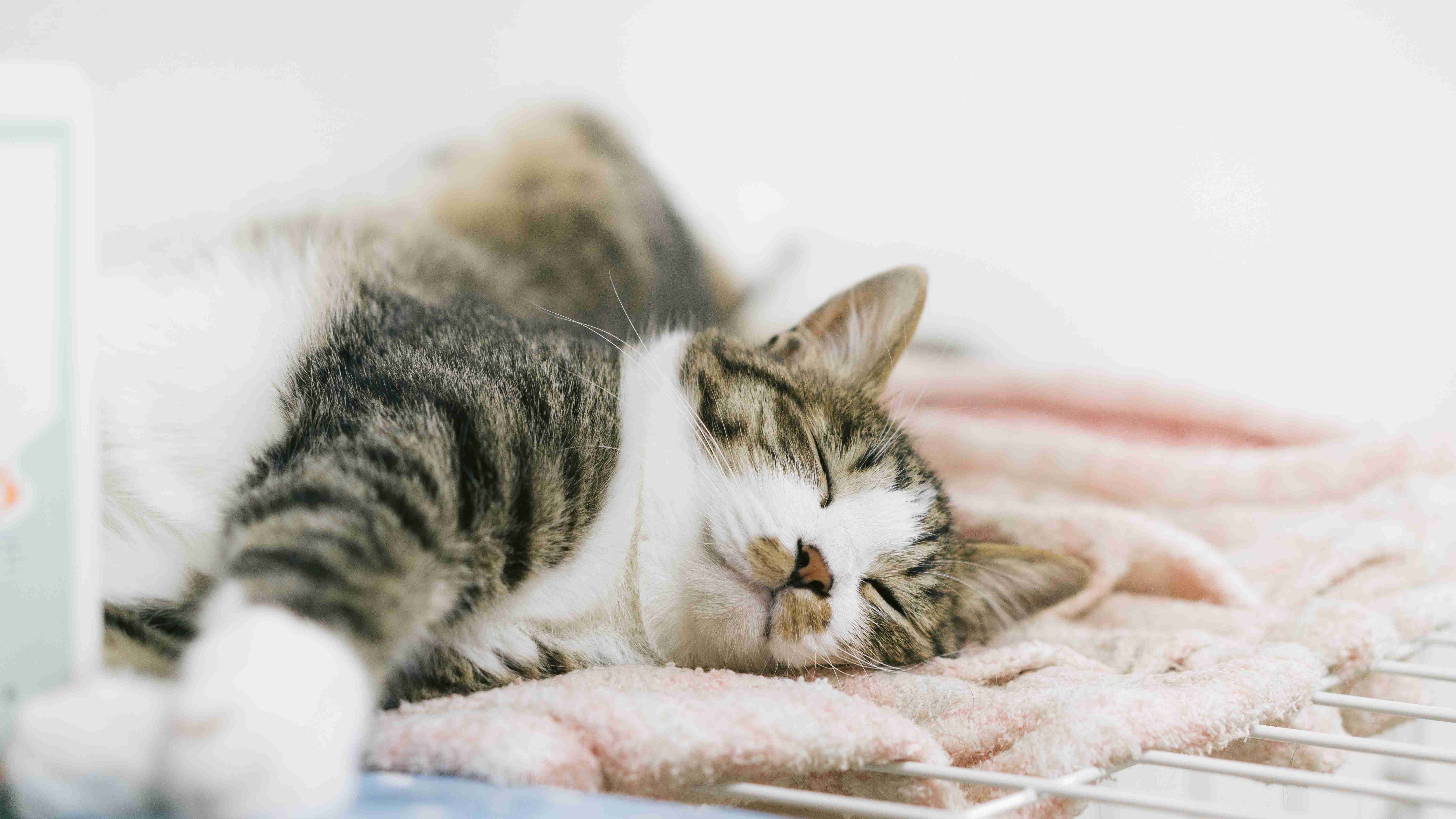 がるちゃん猫カフェ99号店開店しました♪(初めての方も大歓迎♪）