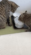 がるちゃん猫カフェ99号店開店しました♪(初めての方も大歓迎♪）