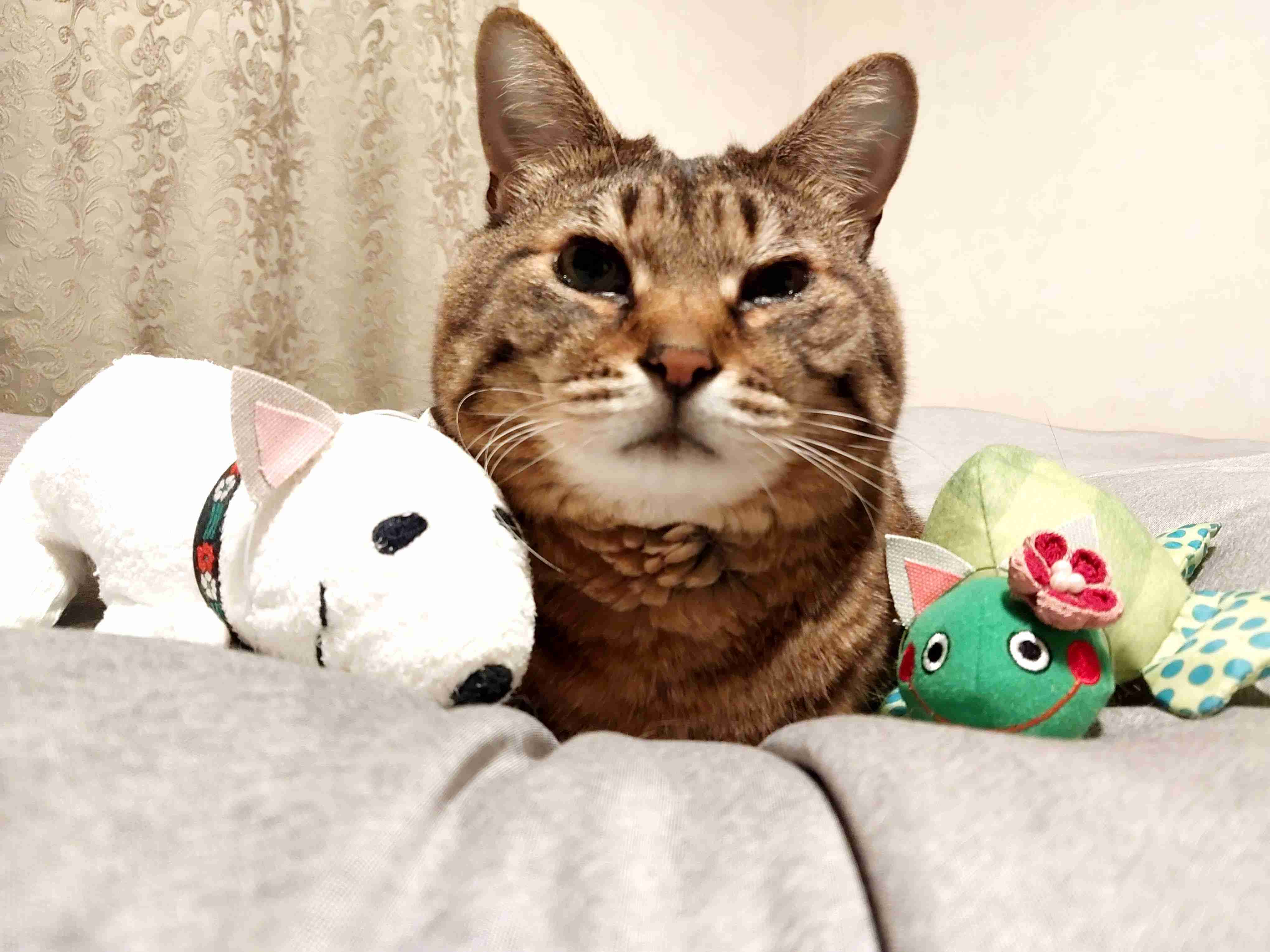 がるちゃん猫カフェ99号店開店しました♪(初めての方も大歓迎♪）
