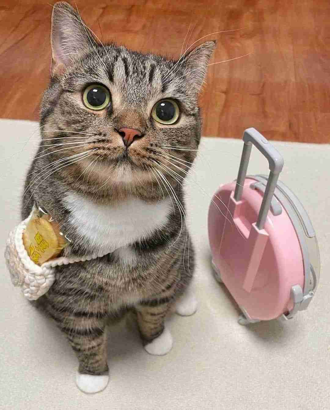 がるちゃん猫カフェ99号店開店しました♪(初めての方も大歓迎♪）