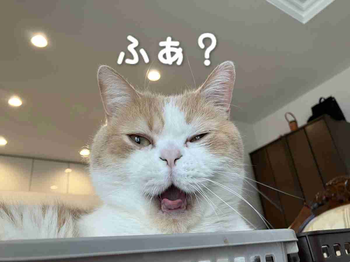 がるちゃん猫カフェ99号店開店しました♪(初めての方も大歓迎♪）
