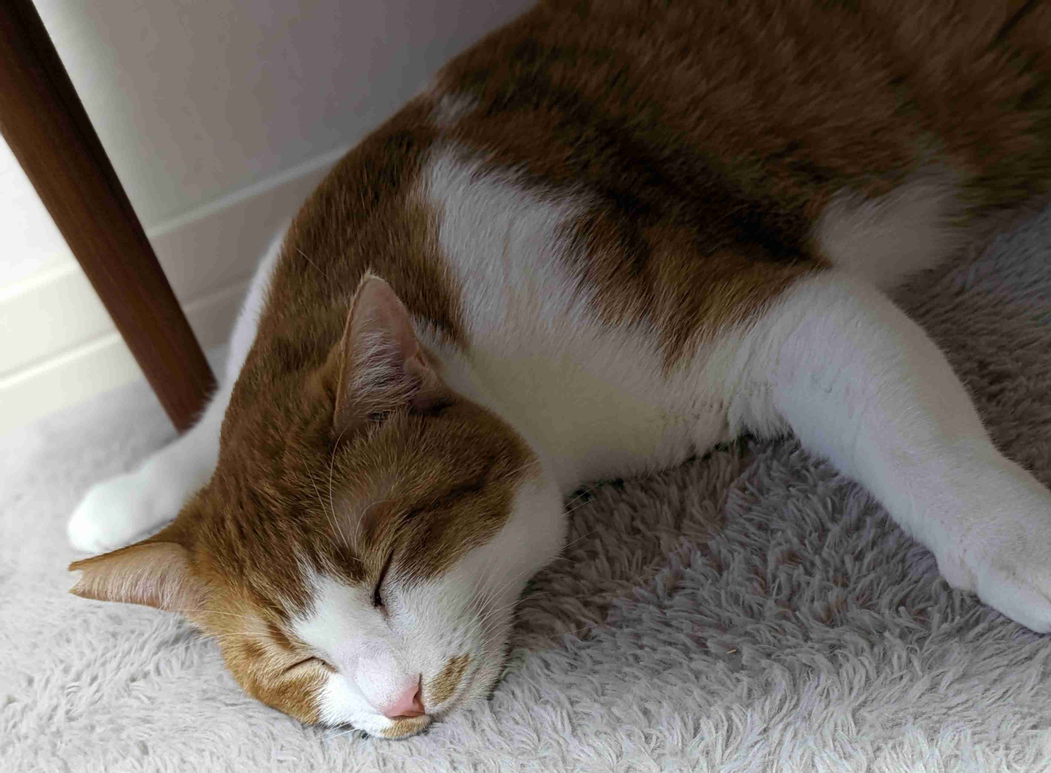 がるちゃん猫カフェ99号店開店しました♪(初めての方も大歓迎♪）
