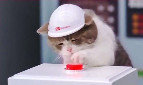 がるちゃん猫カフェ99号店開店しました♪(初めての方も大歓迎♪）