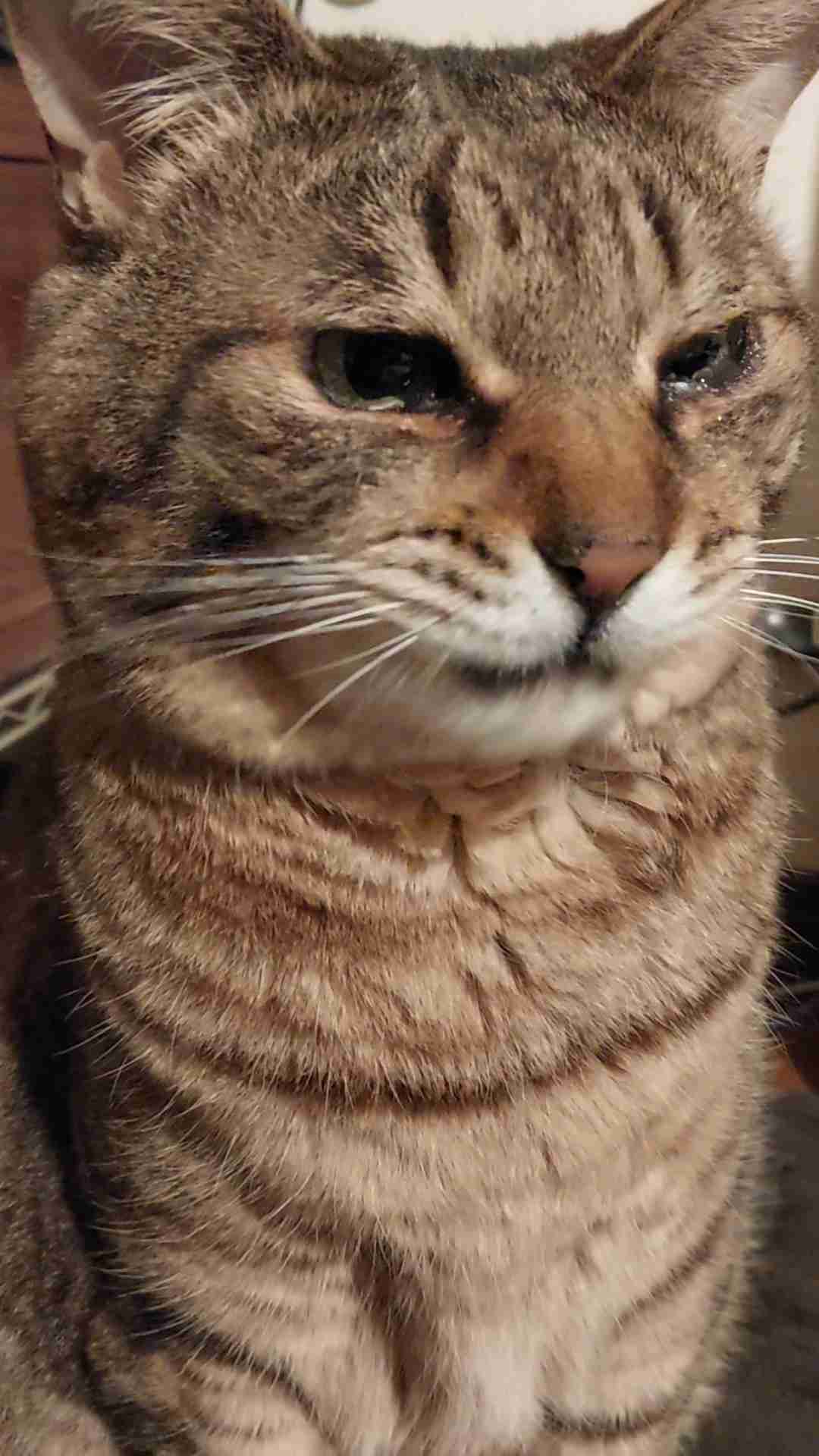 がるちゃん猫カフェ99号店開店しました♪(初めての方も大歓迎♪）