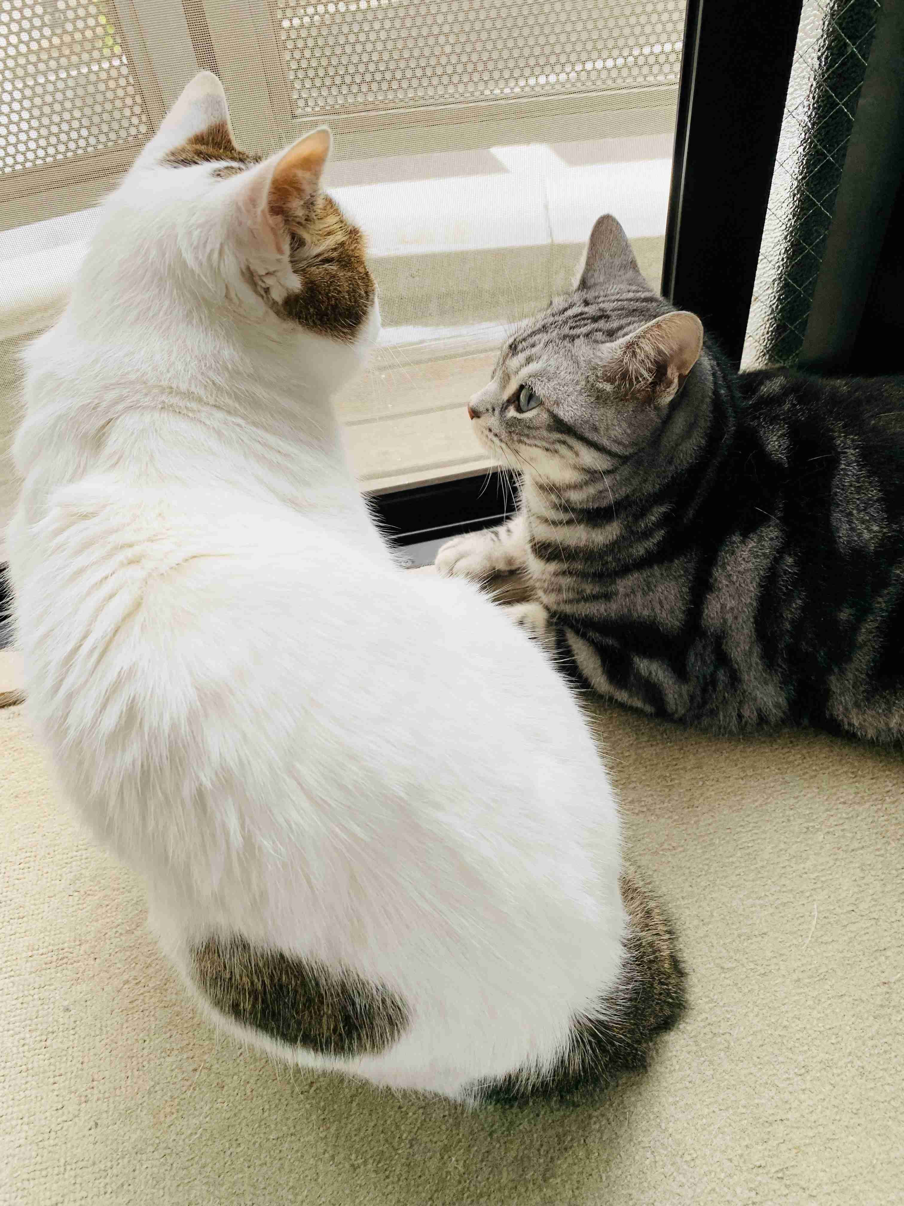 がるちゃん猫カフェ99号店開店しました♪(初めての方も大歓迎♪）