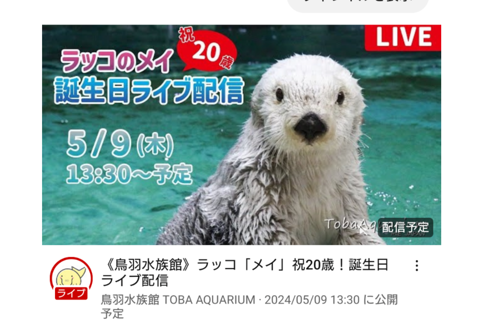 ラッコのキラ＆メイを24時間いつでも見られる！　鳥羽水族館のライブカメラにファン歓喜…大人気飼育員・石原さんも映るかも