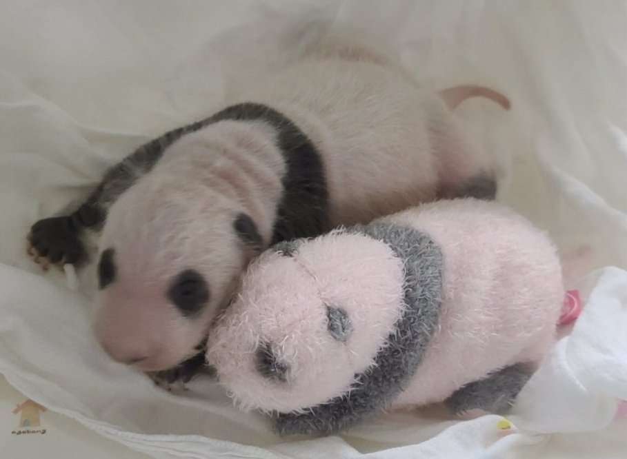 パンダの画像を貼って癒されましょう