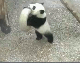 パンダの画像を貼って癒されましょう