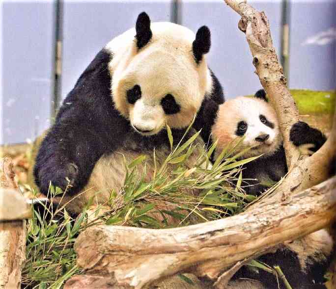 パンダの画像を貼って癒されましょう