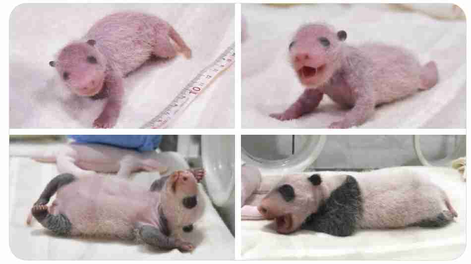 パンダの画像を貼って癒されましょう