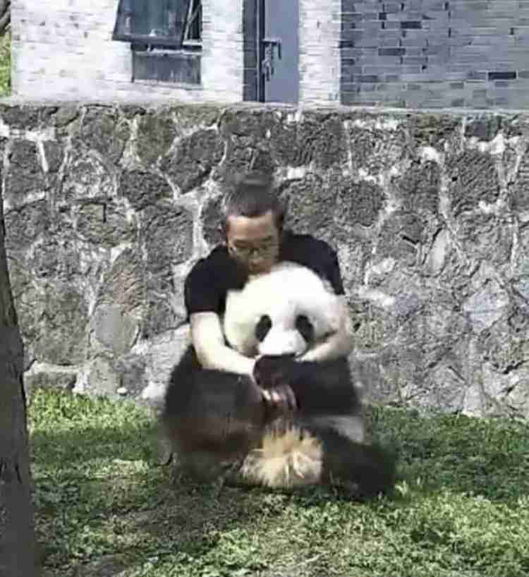 パンダの画像を貼って癒されましょう