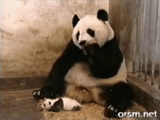 パンダの画像を貼って癒されましょう