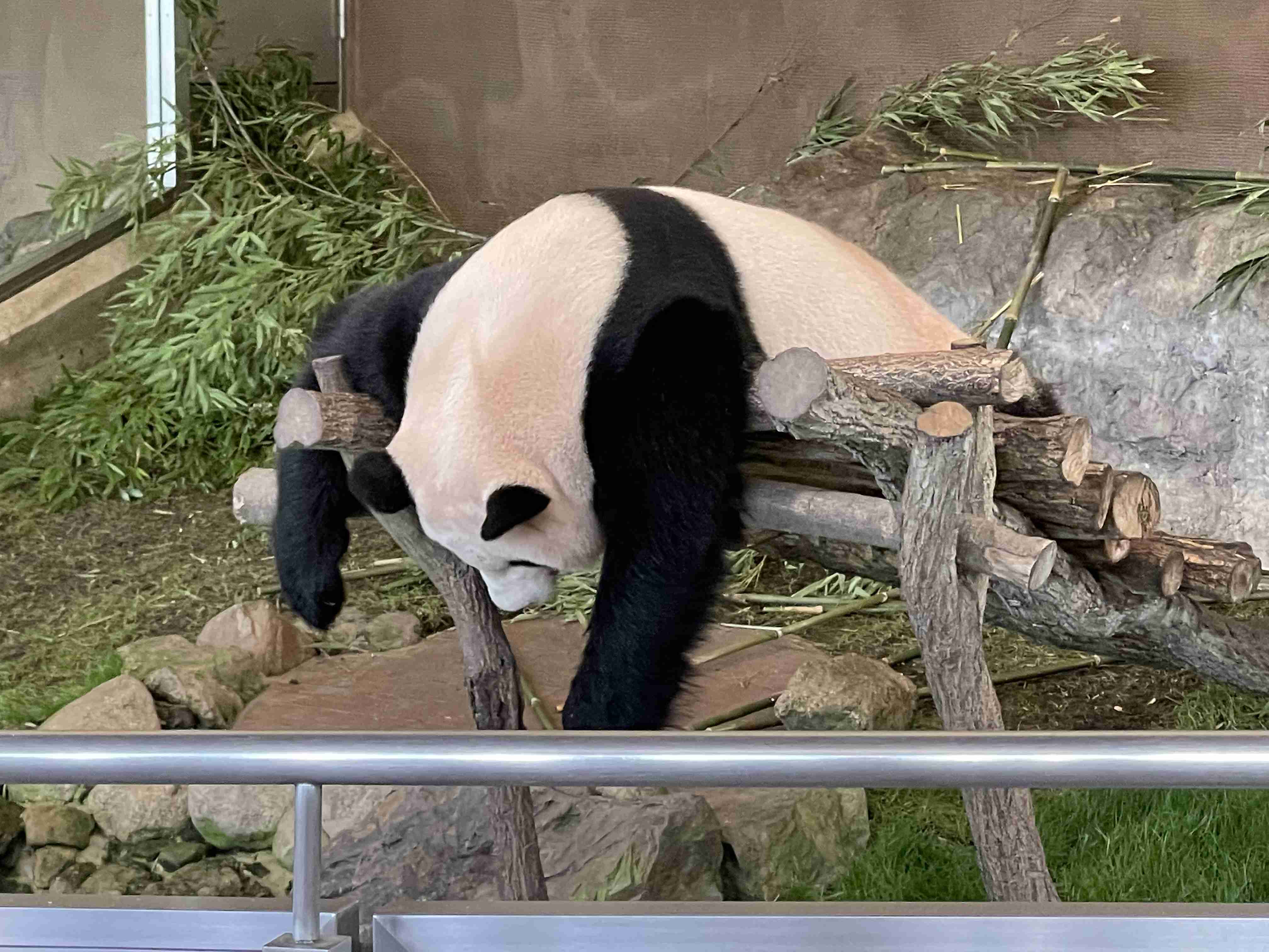 パンダの画像を貼って癒されましょう