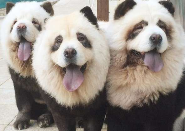 パンダの画像を貼って癒されましょう