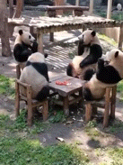 パンダの画像を貼って癒されましょう