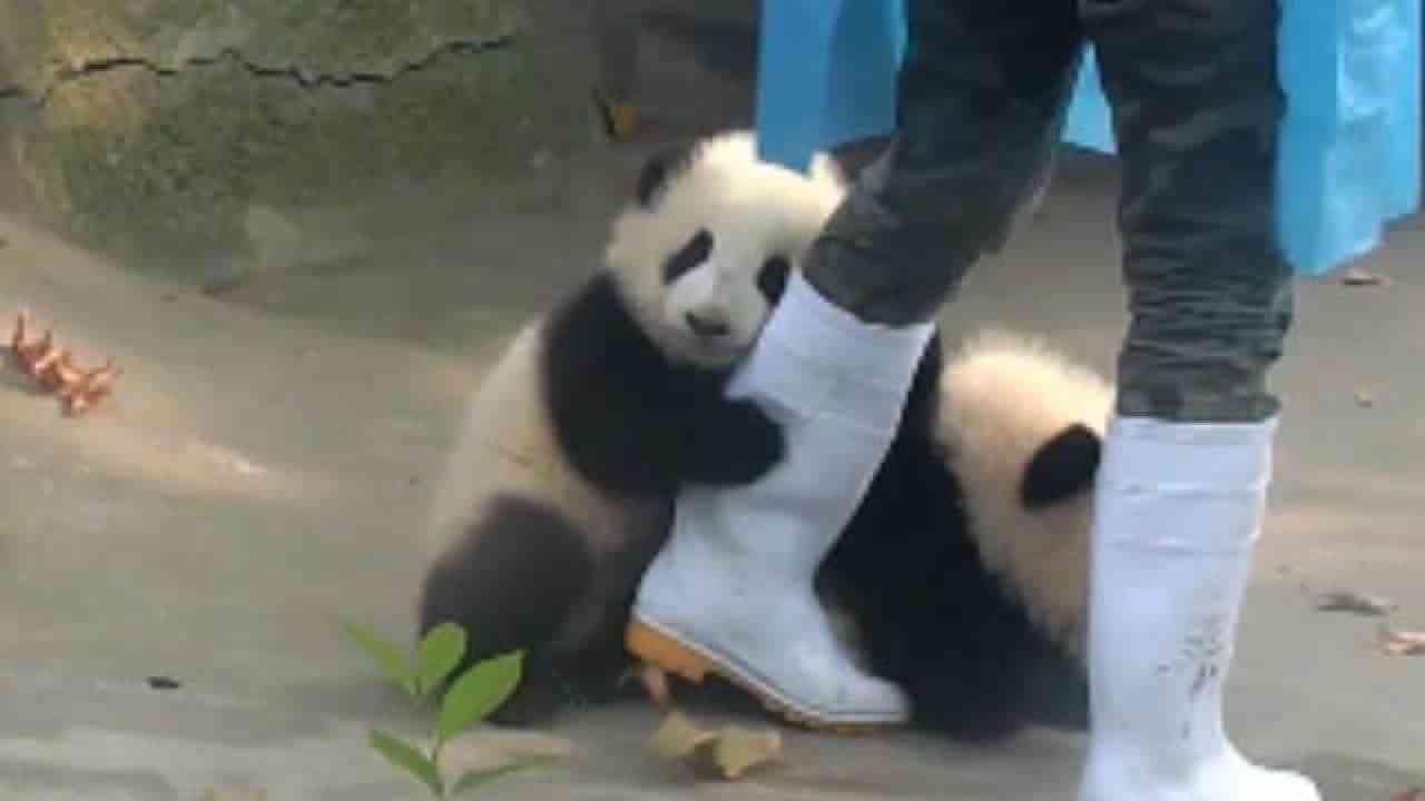 パンダの画像を貼って癒されましょう