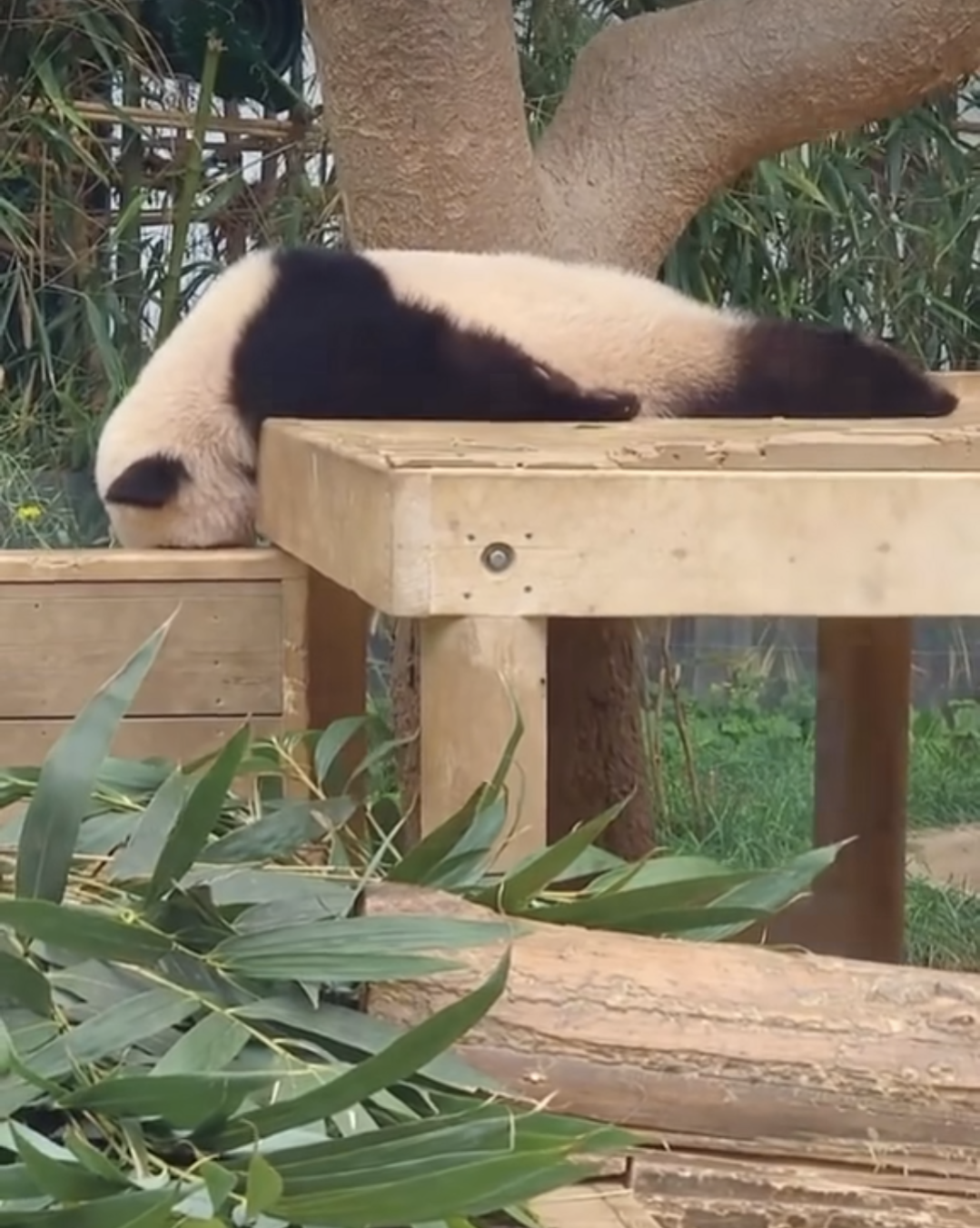 パンダの画像を貼って癒されましょう