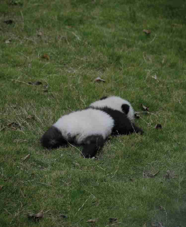 パンダの画像を貼って癒されましょう