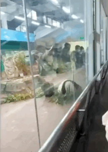 パンダの画像を貼って癒されましょう