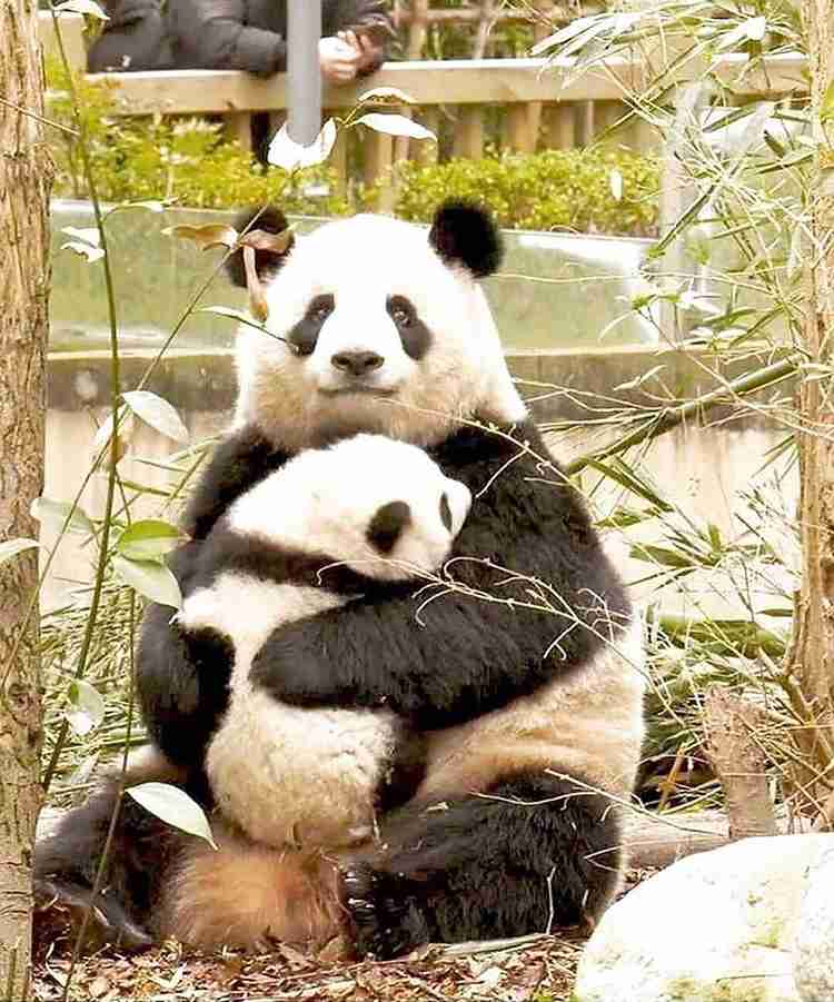 パンダの画像を貼って癒されましょう