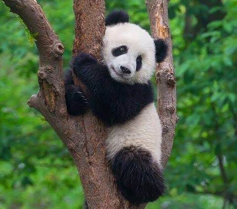 パンダの画像を貼って癒されましょう