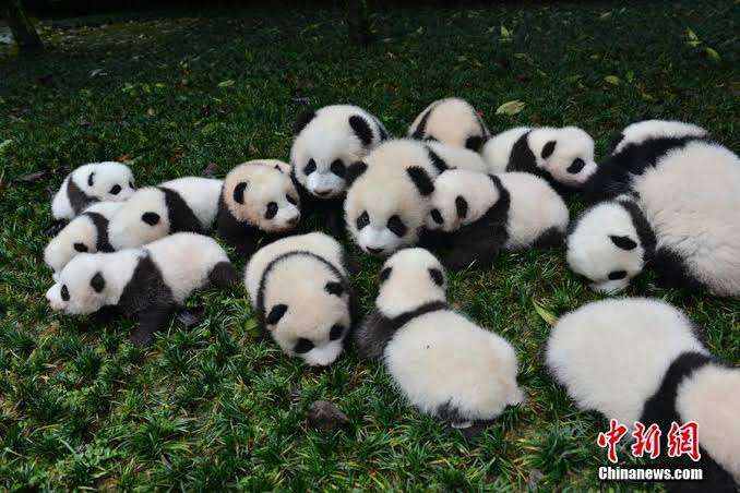 パンダの画像を貼って癒されましょう