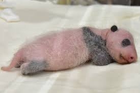 パンダの画像を貼って癒されましょう