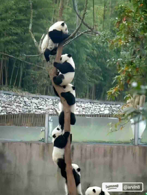 パンダの画像を貼って癒されましょう