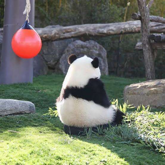 パンダの画像を貼って癒されましょう