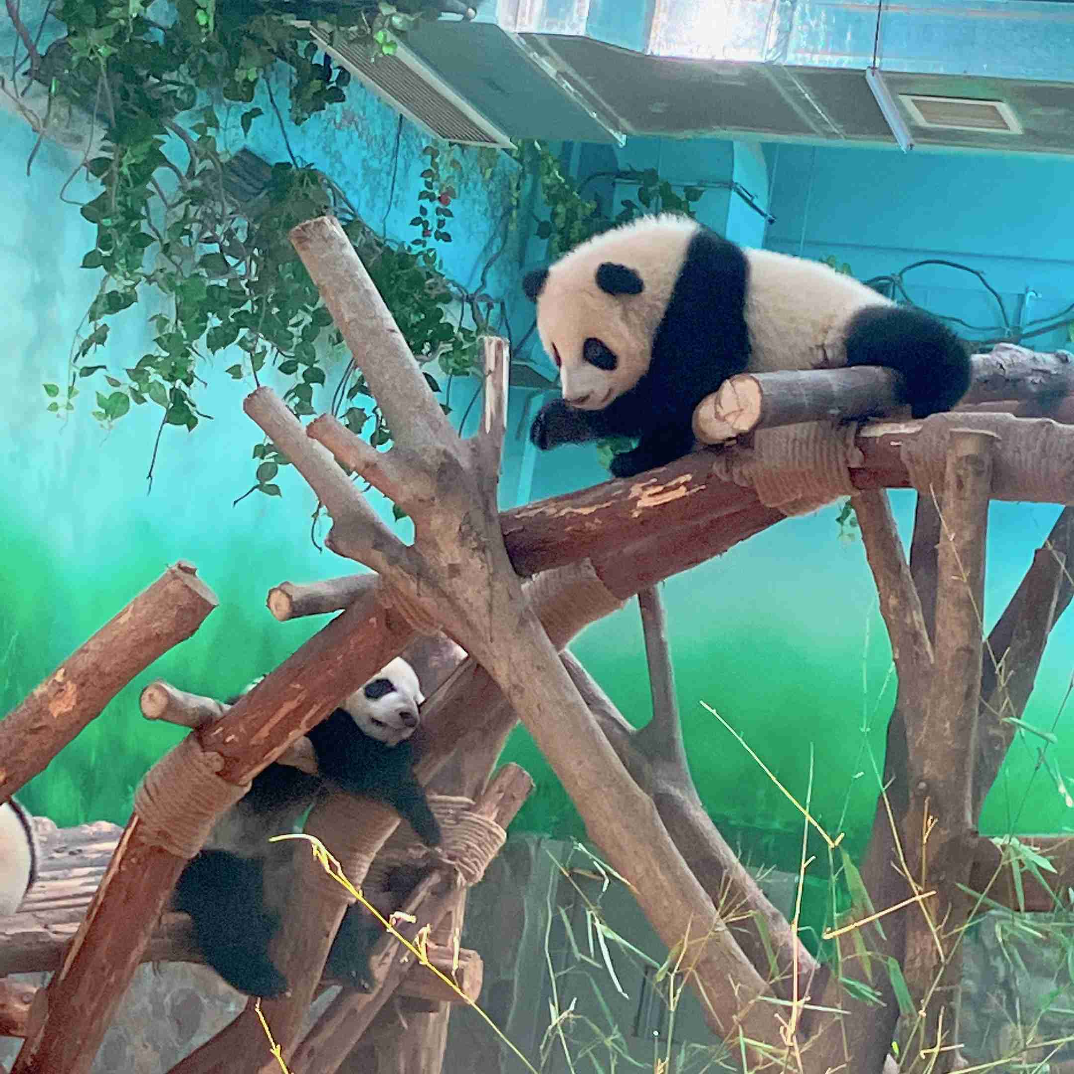 パンダの画像を貼って癒されましょう