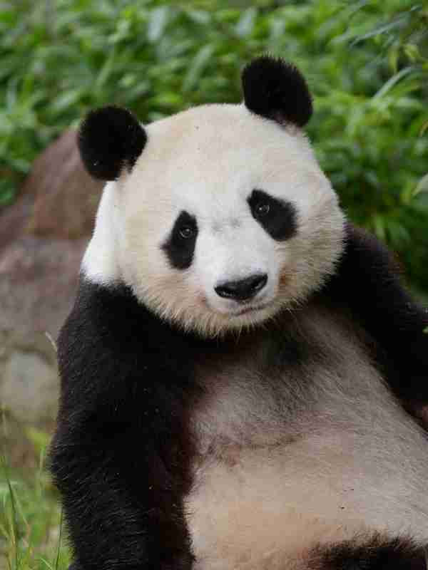 パンダの画像を貼って癒されましょう