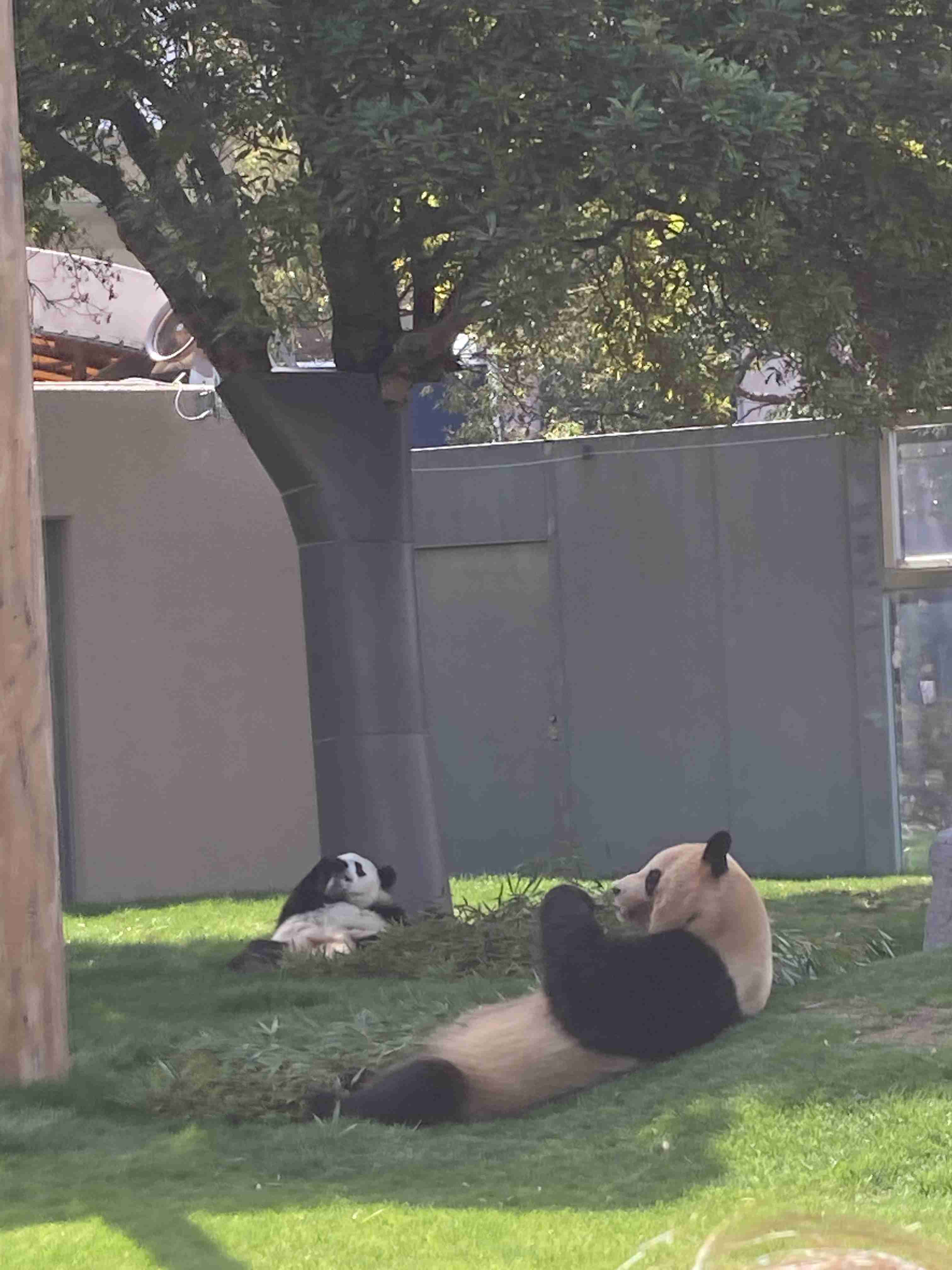 パンダの画像を貼って癒されましょう