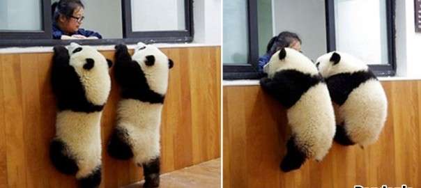 パンダの画像を貼って癒されましょう