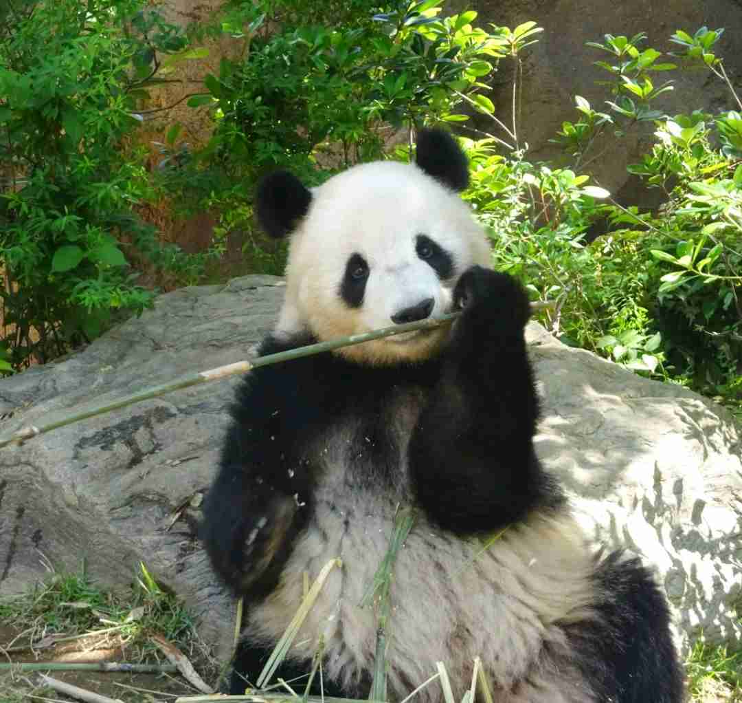 パンダの画像を貼って癒されましょう